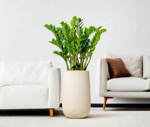 金錢樹淨化空氣