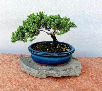 珍珠柏土壤 珍珠柏土壤