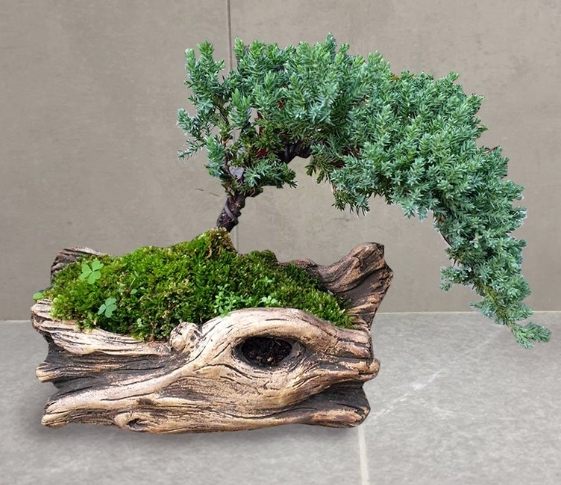 柏樹病害防治 柏樹病害防治