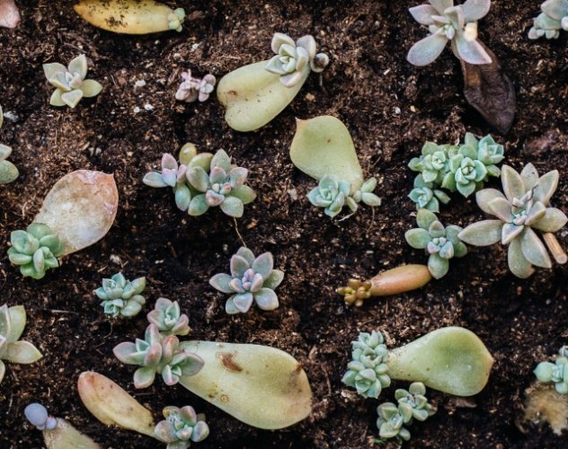 多肉植物葉子變黃處理 多肉植物葉子變黃處理