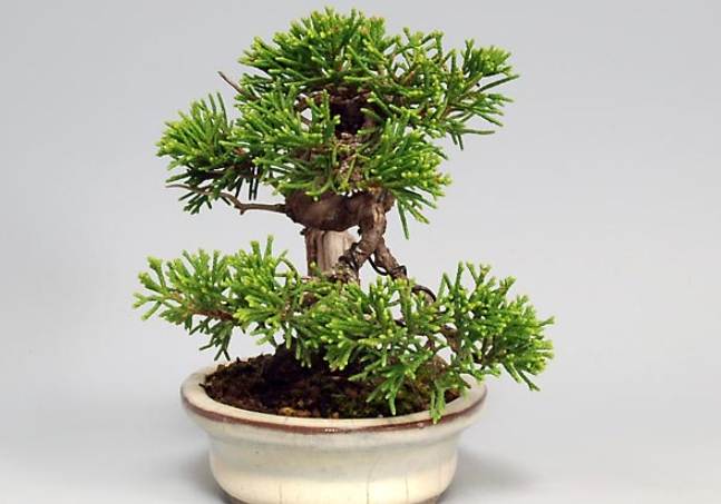 松柏養護技巧 松柏養護技巧