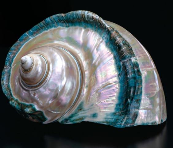 夜光貝 進口規定