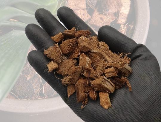 椰塊養蘭花方法 椰塊養蘭花方法