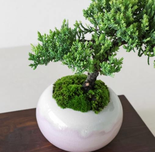 珍珠柏土壤 珍珠柏土壤