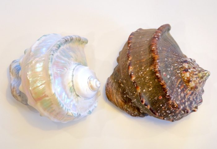 攜帶夜光貝 回台