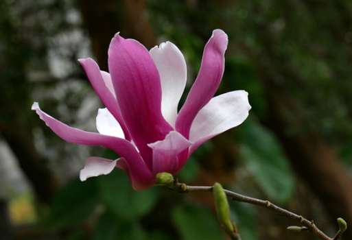 玉蘭花種植多久開花