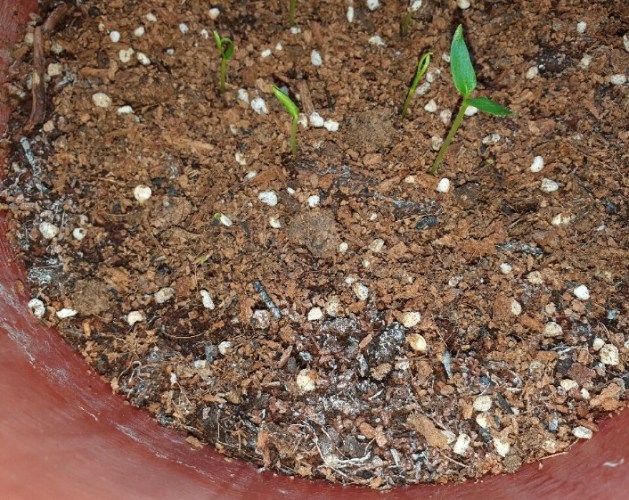 盆栽發霉解決 盆栽發霉解決