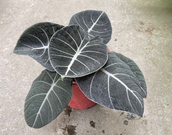 黑絲絨觀音蓮養護 黑絲絨觀音蓮養護