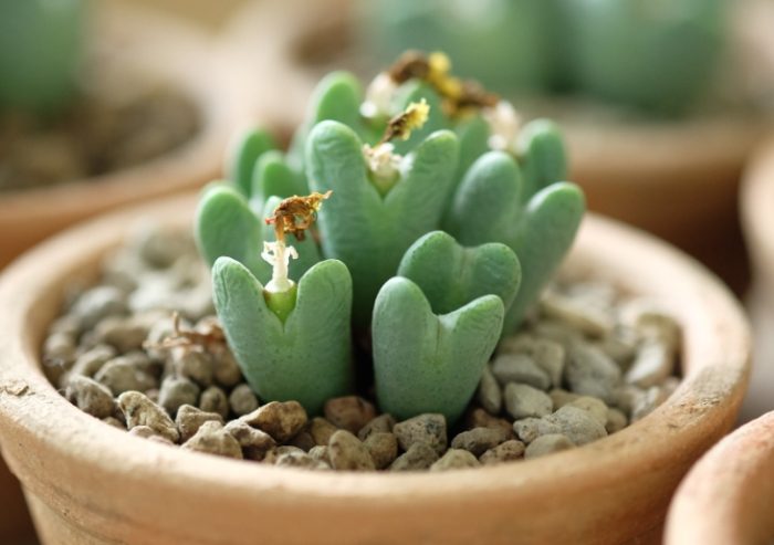 多肉植物黃葉原因 多肉植物黃葉原因