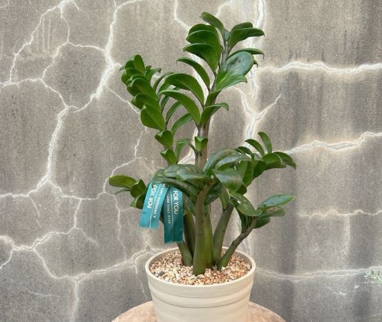 金钱树抢救方法 金钱树抢救方法