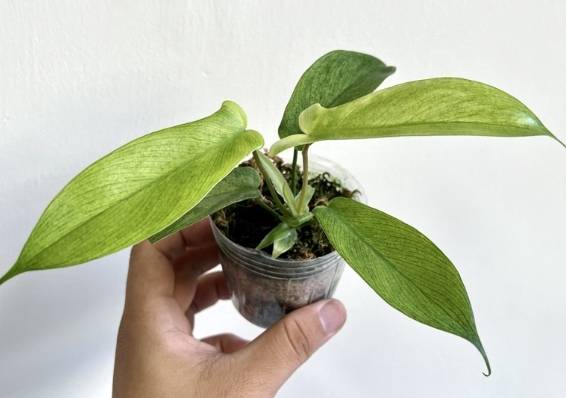 斑葉龍爪蔓綠絨價格