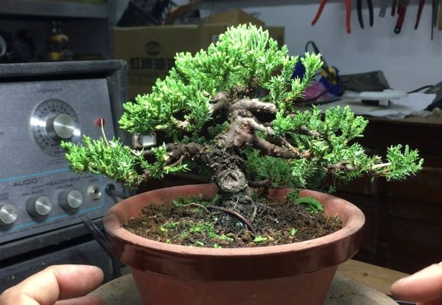 珍珠柏澆水注意事項 珍珠柏澆水注意事項