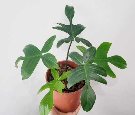 室內植物照顧技巧 室內植物照顧技巧