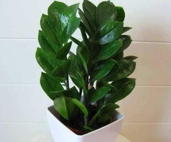 金錢樹土壤選擇 金錢樹土壤選擇