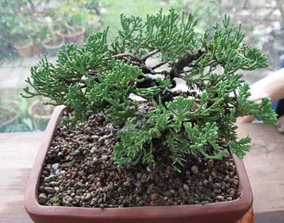 珍珠柏澆水頻率 珍珠柏澆水頻率