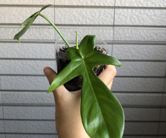 蔓綠絨繁殖方法 蔓綠絨繁殖方法