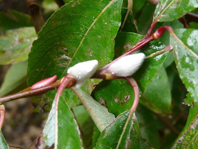 銀柳修剪方法 銀柳修剪方法