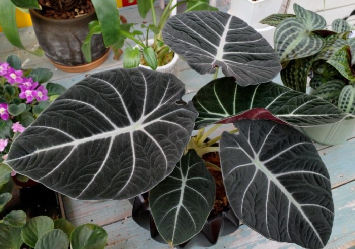 黑絲絨觀音蓮養護 黑絲絨觀音蓮養護