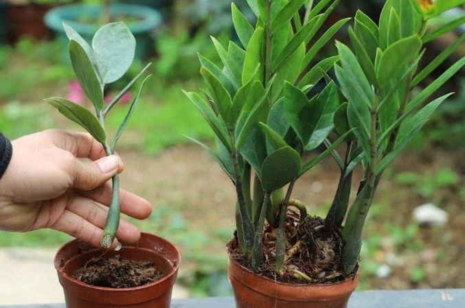 金錢樹泥土更換 金錢樹泥土更換