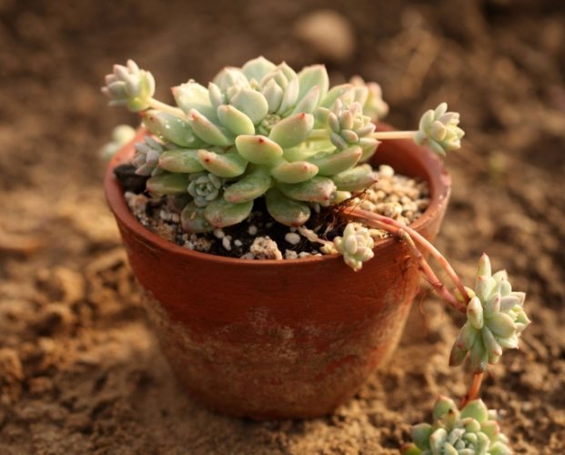 多肉植物病害處理