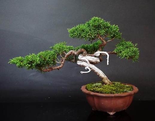 松柏種植方法 松柏種植方法