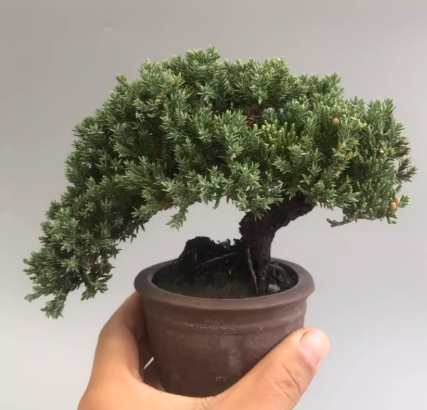 珍珠柏光照需求 珍珠柏光照需求