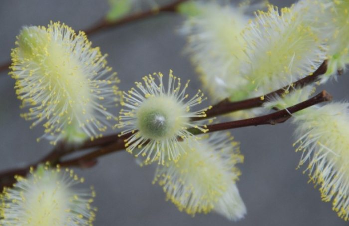 銀柳處理方法 銀柳處理方法