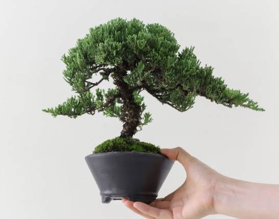 珍珠柏土質 珍珠柏土質