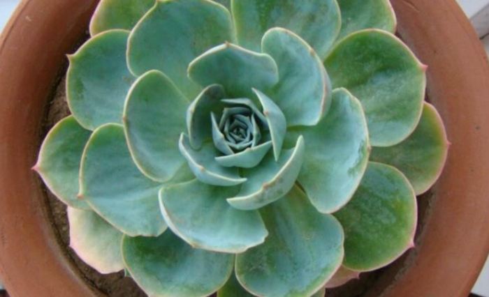 石蓮花繁殖技巧