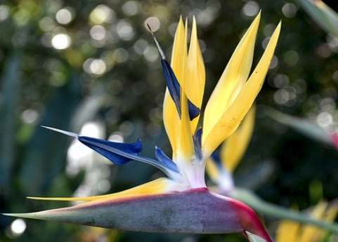 天堂鳥養護方法