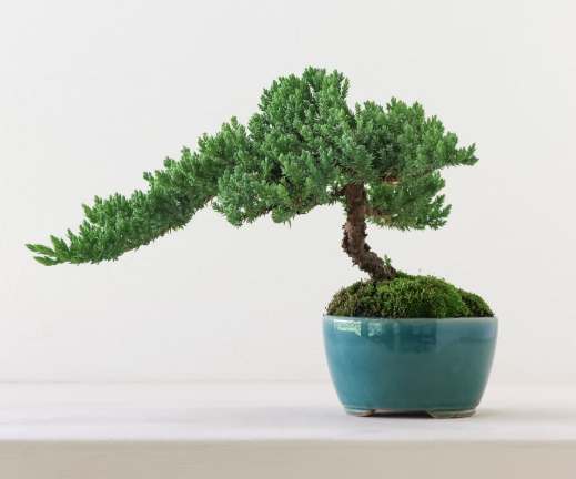 珍珠柏澆水方法 珍珠柏澆水方法