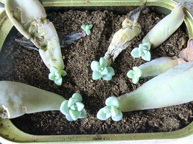 石蓮花照顧技巧