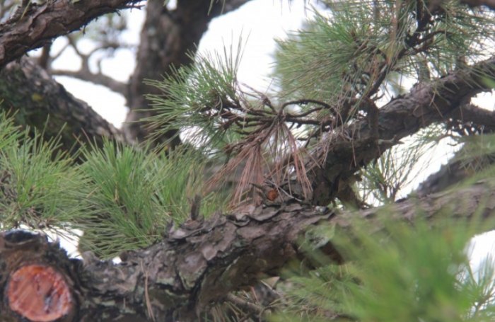 黑松盆景管理 黑松盆景管理