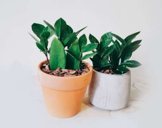 金錢樹泥土更換 金錢樹泥土更換