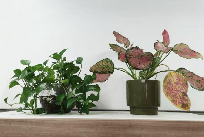 辦公室植物 辦公室植物