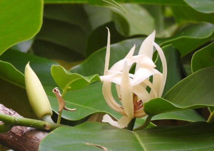 玉蘭花照顧 玉蘭花照顧