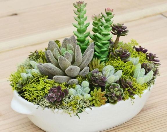 多肉葉子皺皺處理 多肉葉子皺皺處理