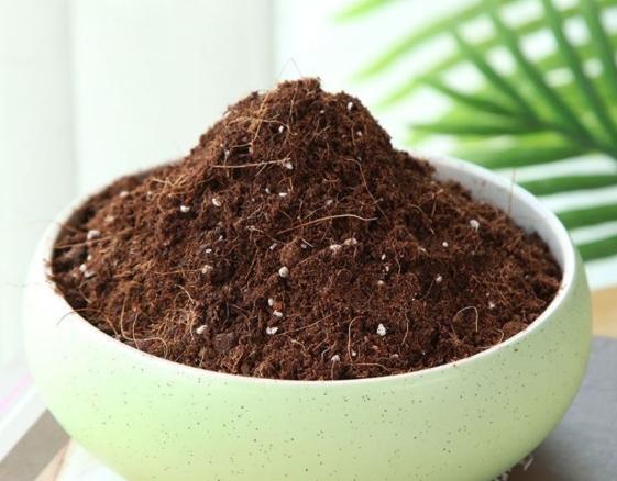 金錢樹土壤選擇 金錢樹土壤選擇