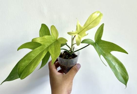 斑葉龍爪蔓綠絨病害