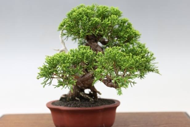 柏樹養護管理 柏樹養護管理