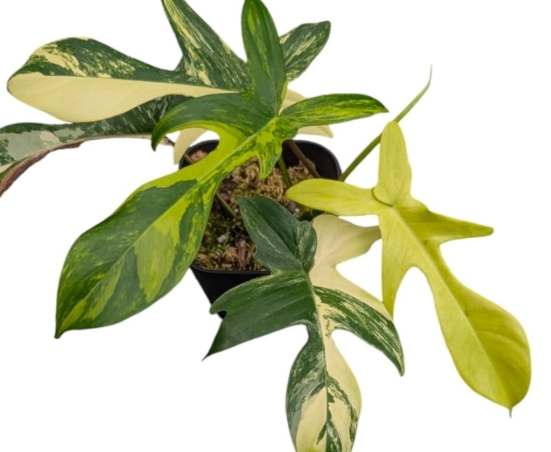 室內植物照顧技巧 室內植物照顧技巧