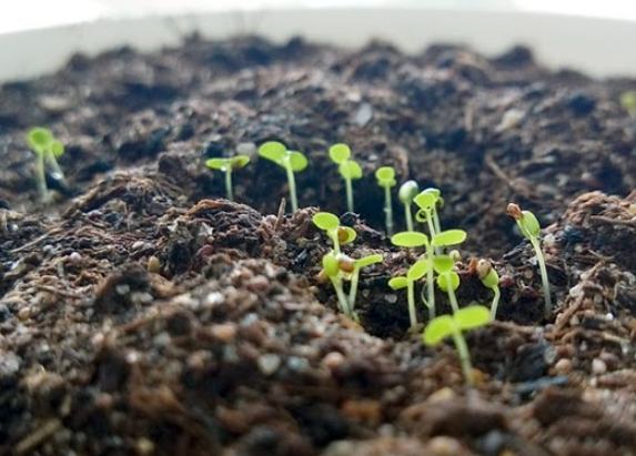 盆栽發霉解決 盆栽發霉解決