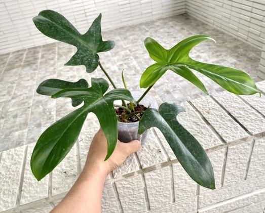 斑葉龍爪蔓綠絨照顧