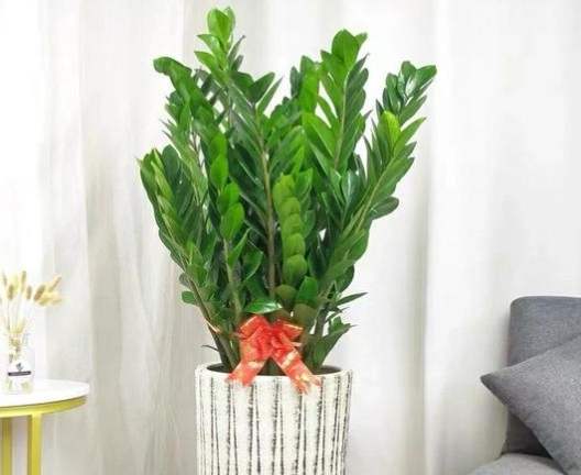 金錢樹換土步驟