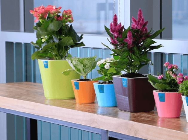 室內盆栽選擇 室內盆栽選擇