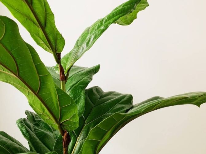 室內植物發霉防治 室內植物發霉防治