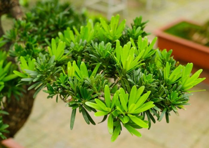 羅漢松種植 羅漢松種植