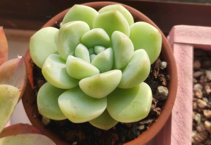 多肉植物光照需求