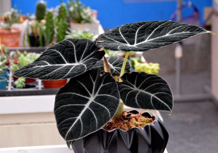 觀音蓮種植方法 觀音蓮種植方法