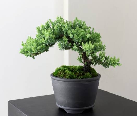 珍珠柏土質 珍珠柏土質